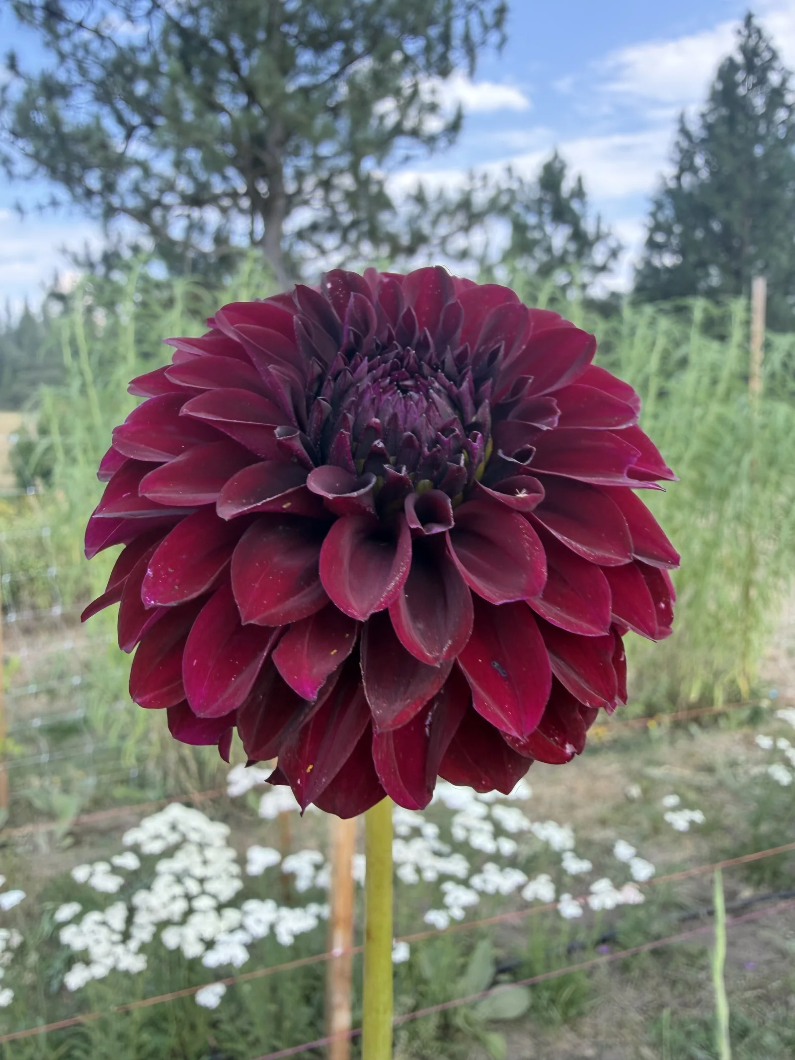Deep burgundy dahlia against a softly blurred garden
