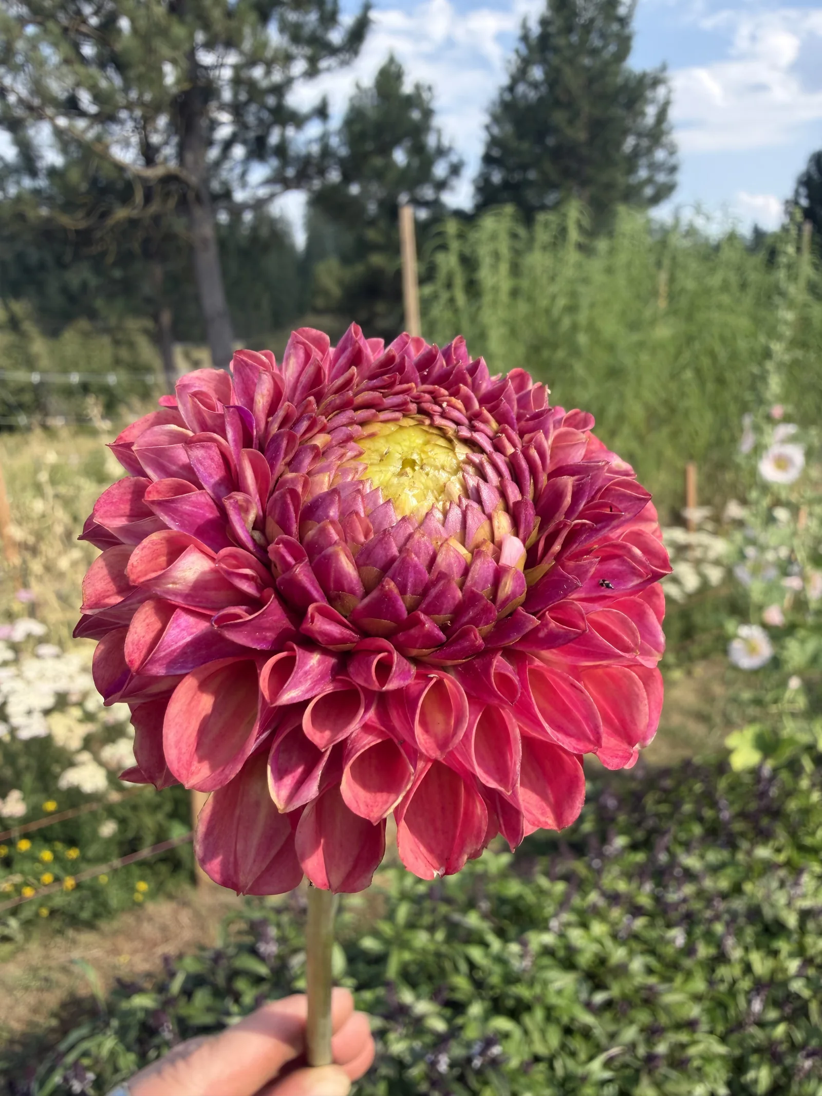 Vibrant pink dahlia held in front of the flower field