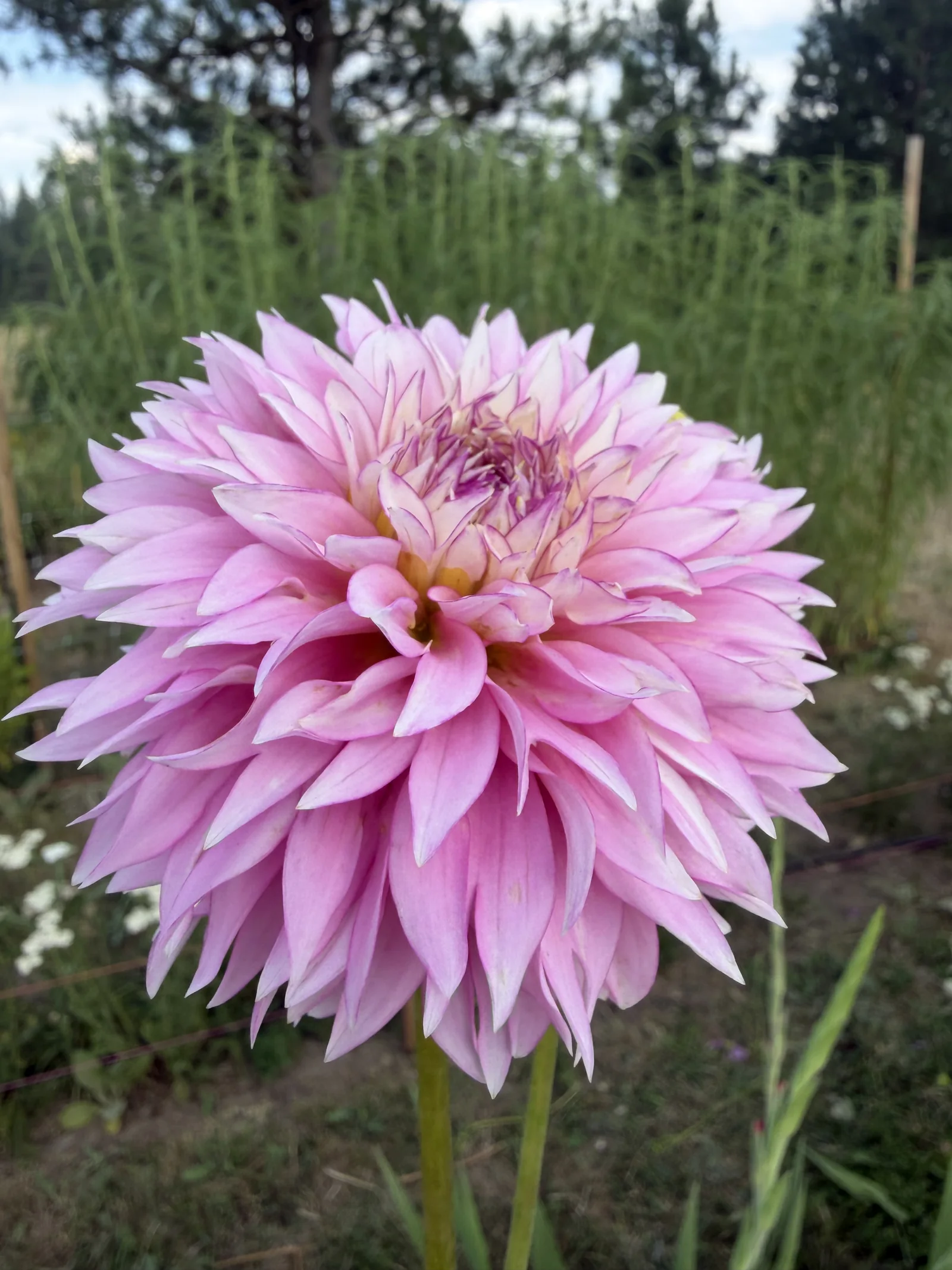 Large pale pink dahlia in bloom