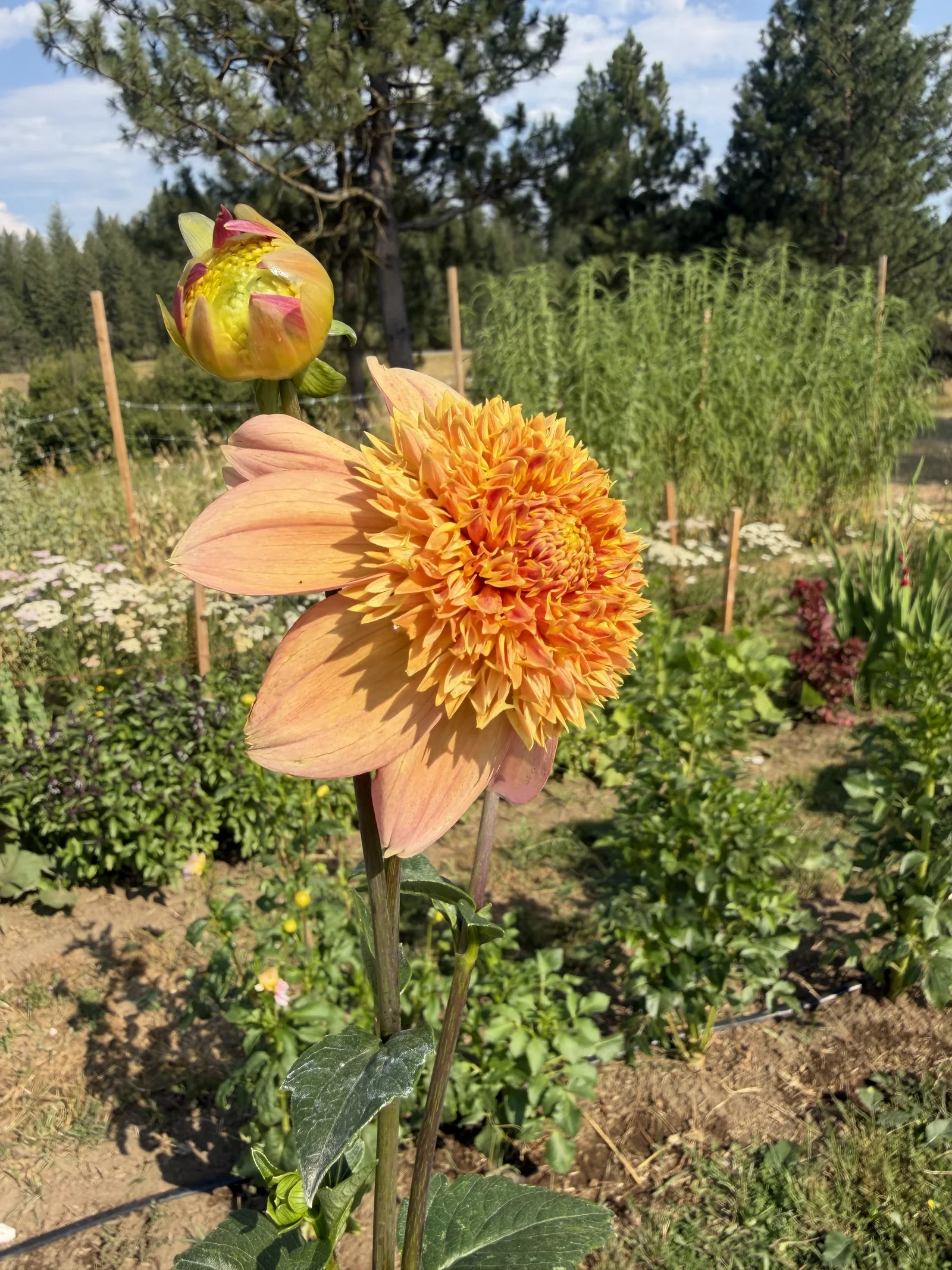 Peach and orange dahlia blooming in a sunny garden bed