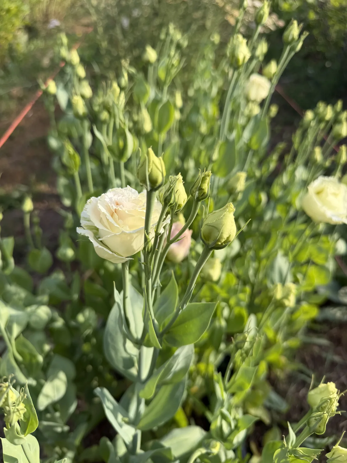Creamy white lisianthus and green buds growing in the field