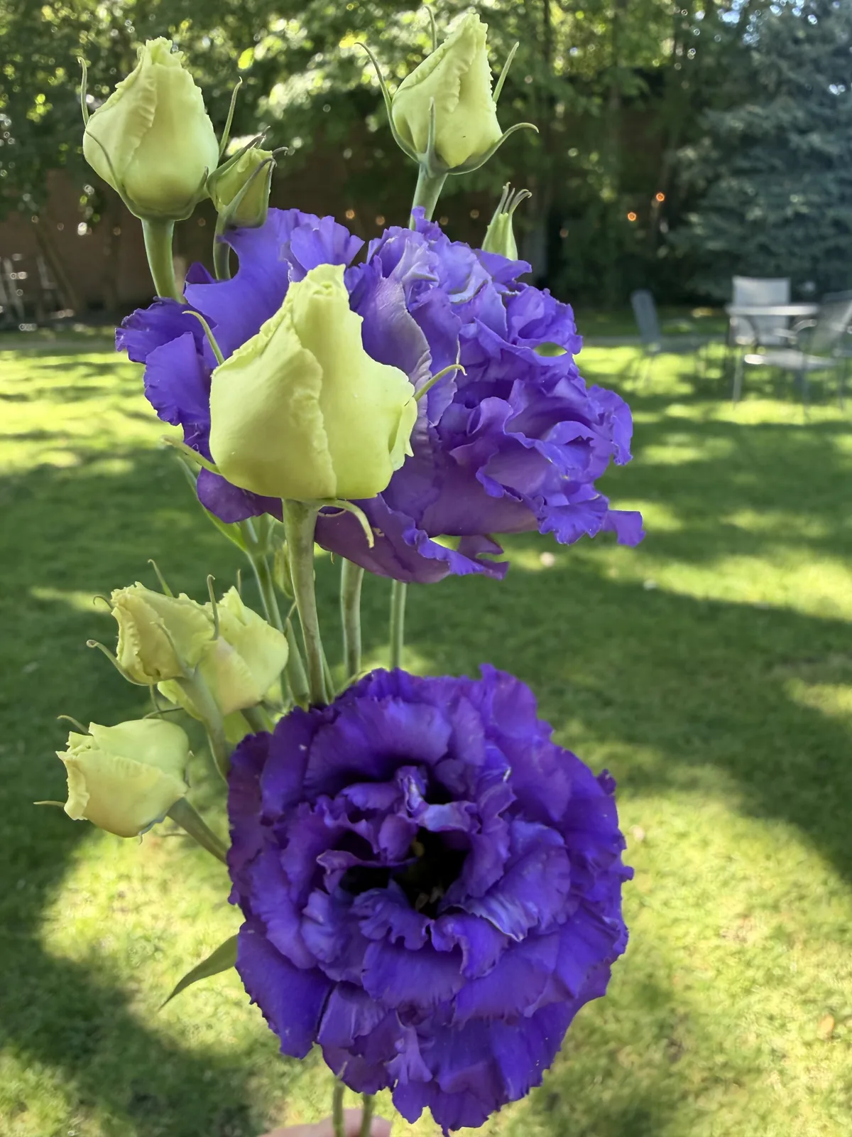 Deep purple double lisianthus blooms with lime-green buds