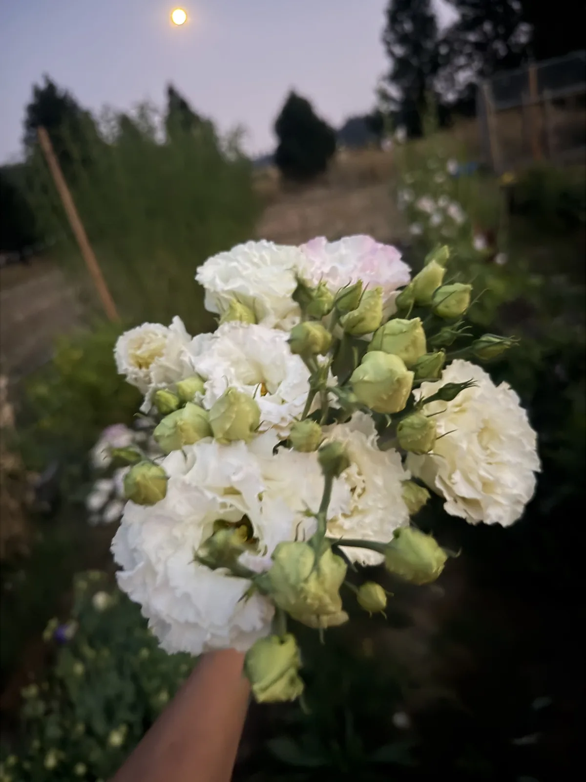 Freshly picked bouquet of ruffled white lisianthus at dusk