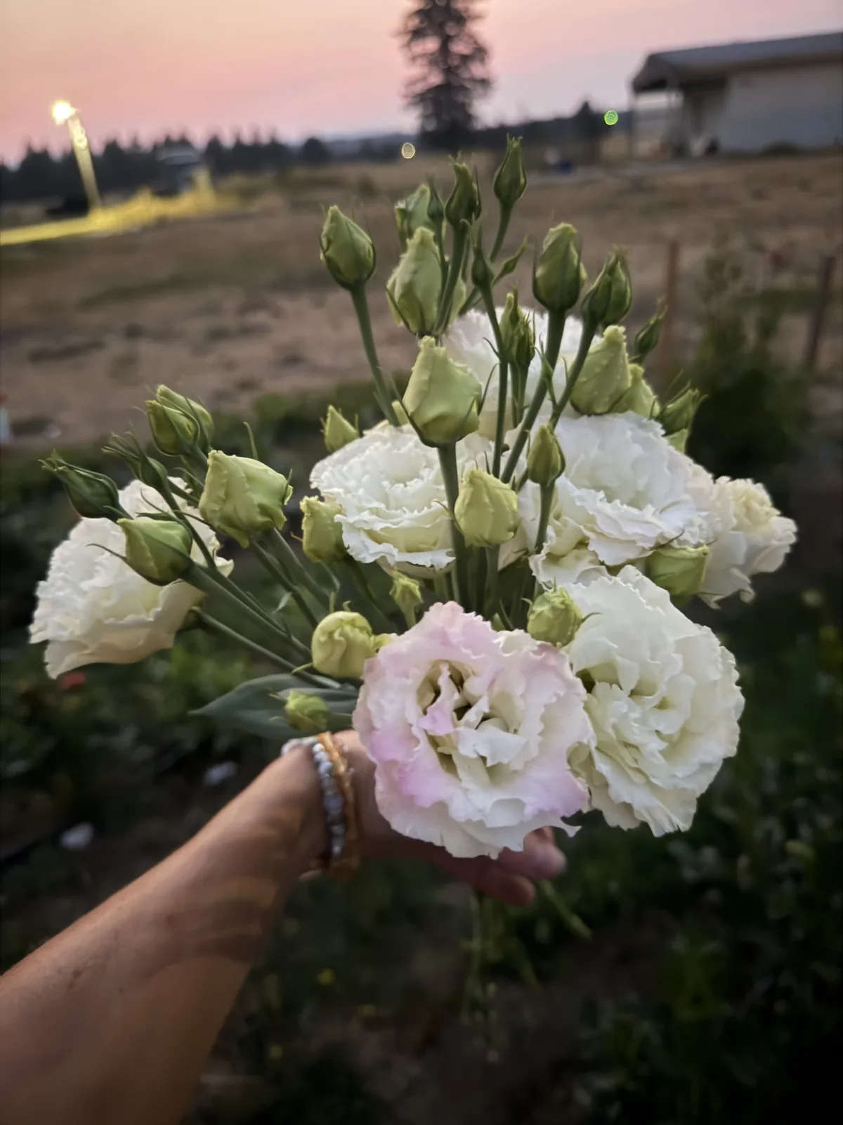 Handful of white and blush lisianthus gathered at sunset